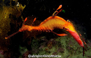 weedy sea dragon by Andre Rhonnie 